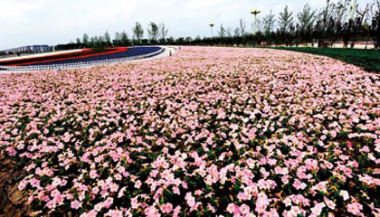 Yancheng Han Hua Yuan Blossom Age